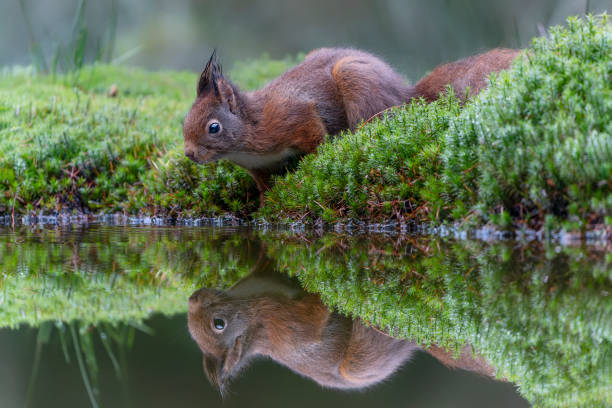 Eurasian red squirrel (Sciurus vulgaris) on the waterfront in the forest