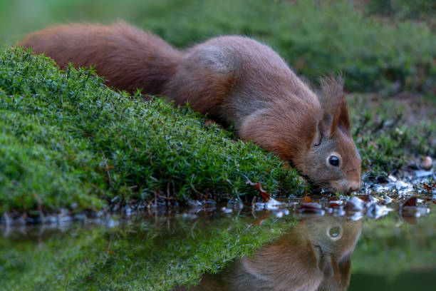istock Eurasian red squirrel (Sciurus vulgaris) on the waterfront in the forest 2179391372
