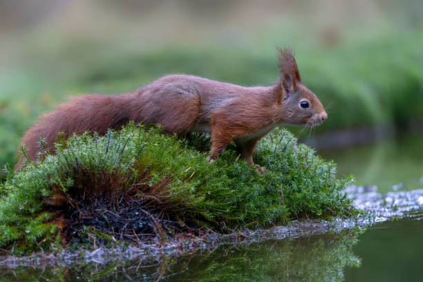 istock Eurasian red squirrel (Sciurus vulgaris) on the waterfront in the forest 2179391378
