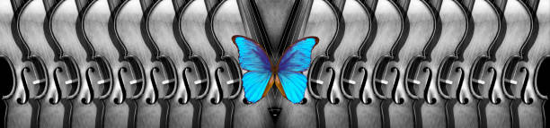 melody concept. bright blue morpho butterfly and old violins texture background, black and white. music banner, music concept