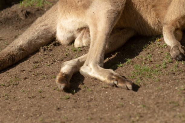 istock A kangaroo is relaxed, laying on the ground with legs crossed 2179395467
