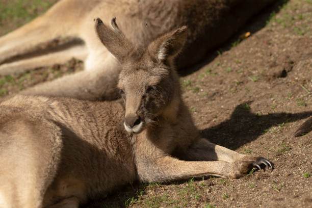 istock A kangaroo is currently laying on the ground with its mouth open wide 2179395731