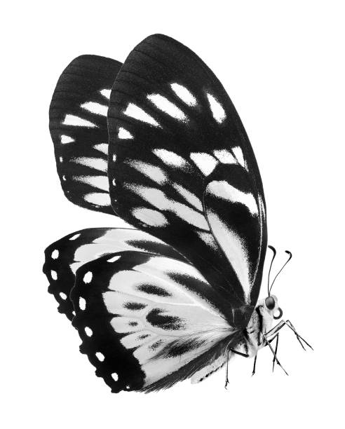 istock exotic tropical butterfly isolated on white. black and white 2179395881