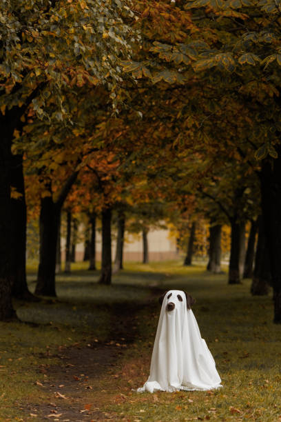 istock Cute Labrador dog is dressed in Halloween ghost costume 2179396018