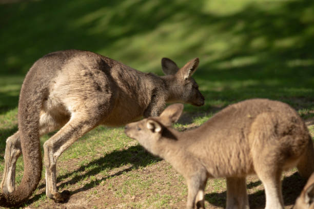 istock Two kangaroos are standing next to each other in the grass 2179397131