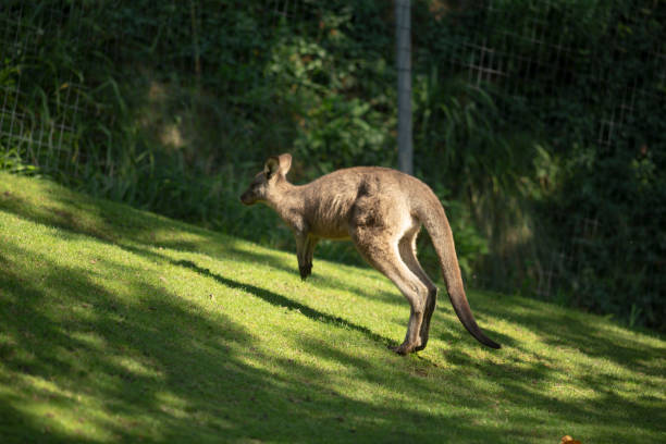 istock A kangaroo is swiftly bounding down the lush, green grassy hill 2179398731