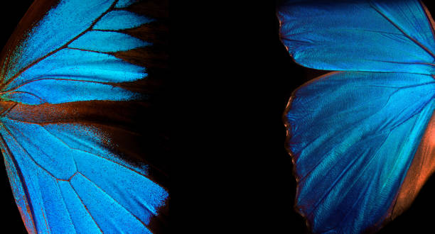 istock Wings of a butterfly Morpho and Ulysses texture background. 2179398989