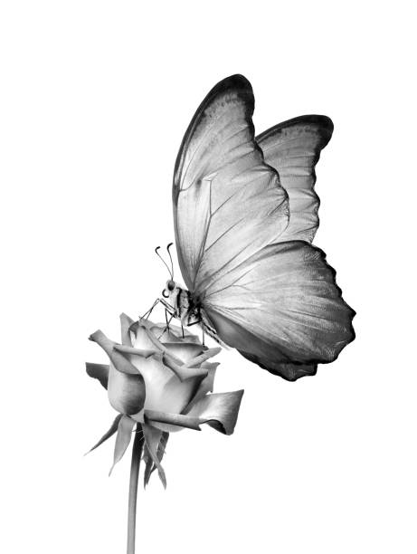 istock topical morpho butterfly on a rose flower. black and white 2179399472