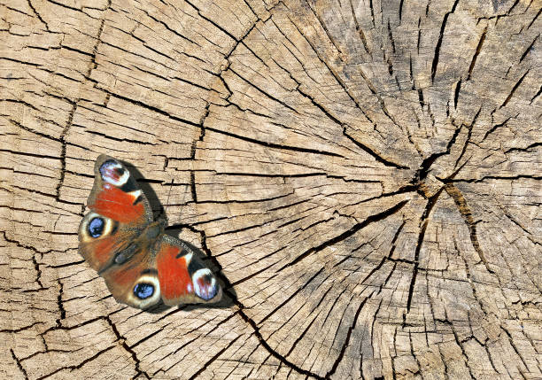 A beautiful mourning cloak butterfly on a tree trunk in a garden. Shallow depth-of-field makes the butterfly stand out.