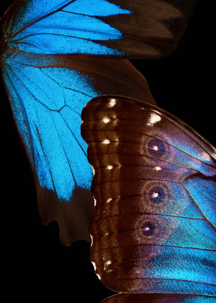 istock Wings of a butterfly Morpho and Ulysses 2179400998