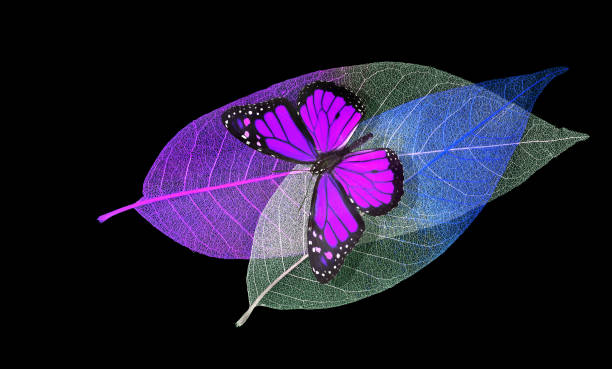 istock bright purple monarch butterfly on the fallen autumn skeletonized leaves 2179403931