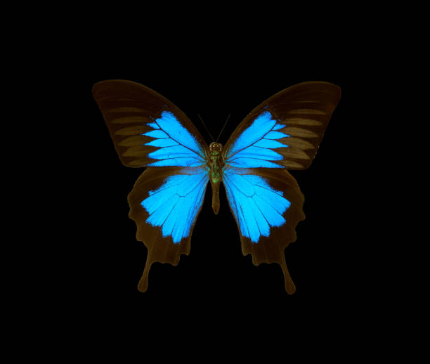 istock Butterfly Ulysses isolated on a black. Colorful tropical butterfly. 2179404448