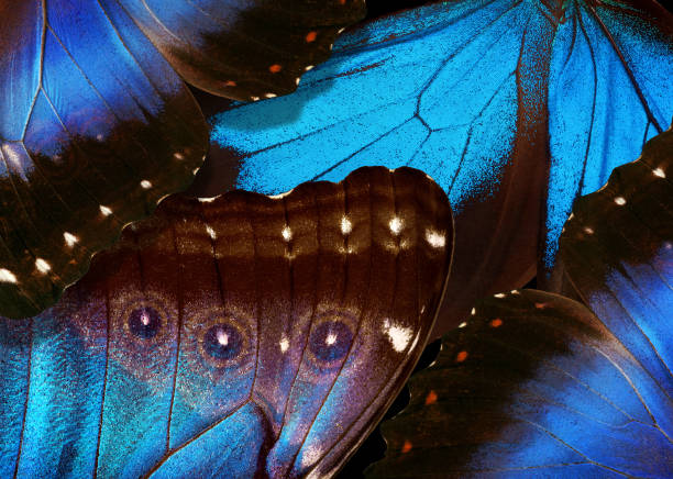 istock Wings of a tropical butterfly Morpho and Ulysses 2179405339