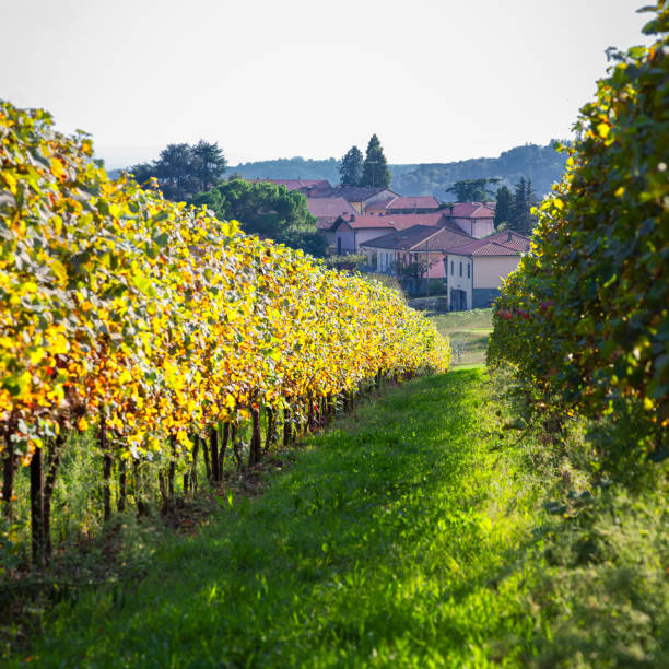 istock Monferrato vineyards. Color image 2179405727