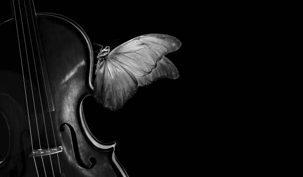 istock melody concept. tropical morpho butterfly on violin. violin black and white and morpho butterfly isolated on black. music concept. copy space 2179406050