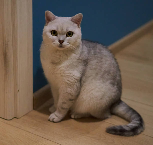 istock Scottish breed cat sitting in apartment 2179408363