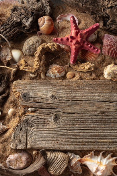 istock Beach themed background with driftwoods, shells, stones, and sand. 2179409743