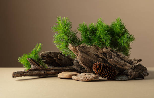 istock Abstract nature scene with a composition of spruce branches, stones, and dry snags. 2179409745