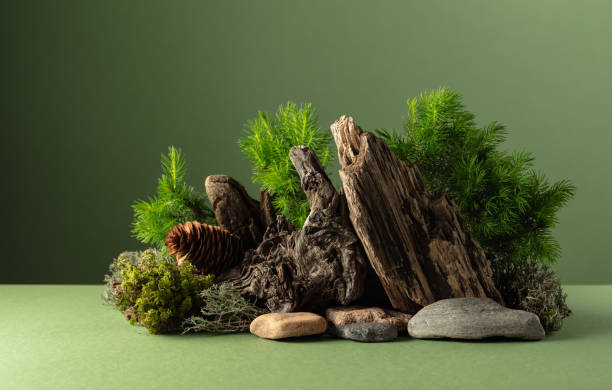 istock Abstract nature scene with a composition of spruce branches, stones, and dry snags. 2179409748