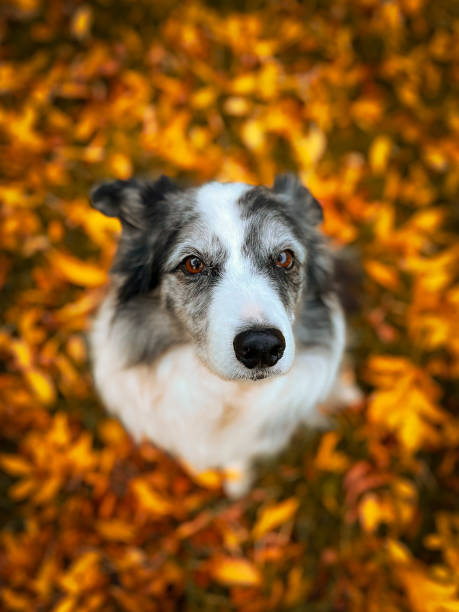Portrait shot from above of my blue merle Border Collie, surrounded by the fallen autumn leaves.