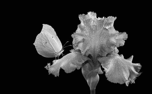 istock bright butterfly on iris flower in dew drops isolated on black. black and white 2179409995