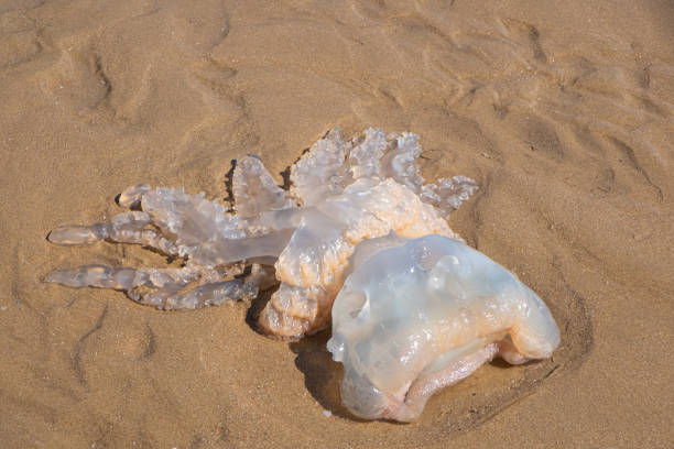 istock Jellyfish washed up on the beach 2179414072