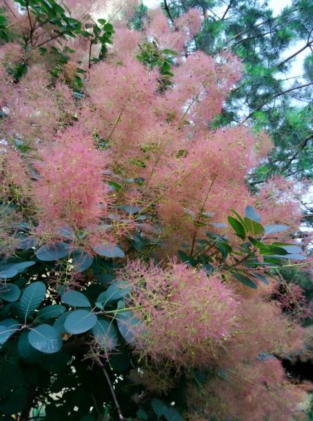 istock Smoke Bush, Scumpia coggigria, Smoke tree, Cotinus fog. Wig Tree is blooming 2179415270