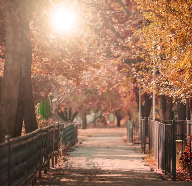 istock Empty path in autumn city park with trees and yellow leaves 2179416970
