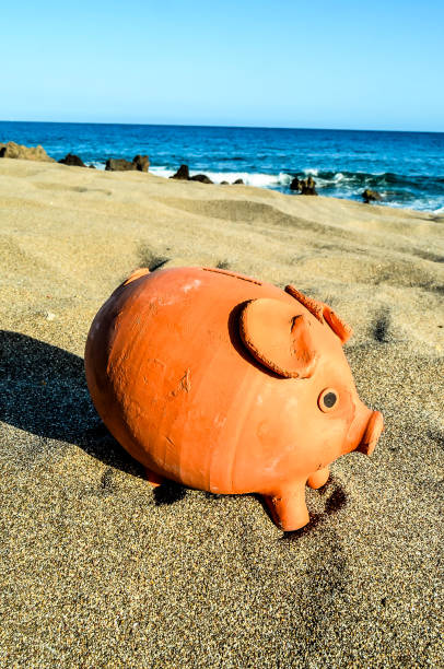 istock A pig is sitting on the beach 2179419304