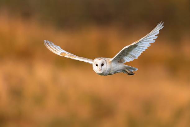 istock Barn owl in flight against autumn backdrop. 2179421729