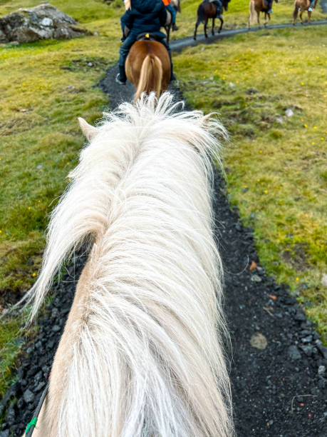 istock Horseback Riding on an Icelandic Horse 2179421748