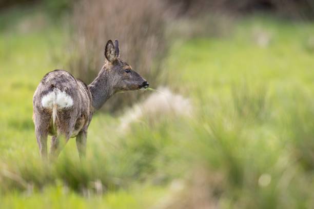 istock Young deer grazing in a lush meadow. 2179421754