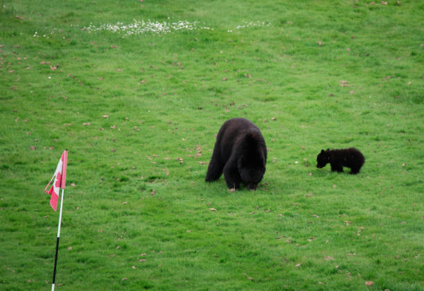 Two bear cubs in forest in St-Jean-des-Piles during summer day.
