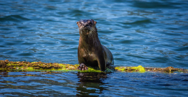 istock Sea otter on a floating log 2179423791