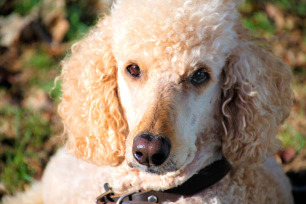 istock Portrait of a standard poodle. 2179424115