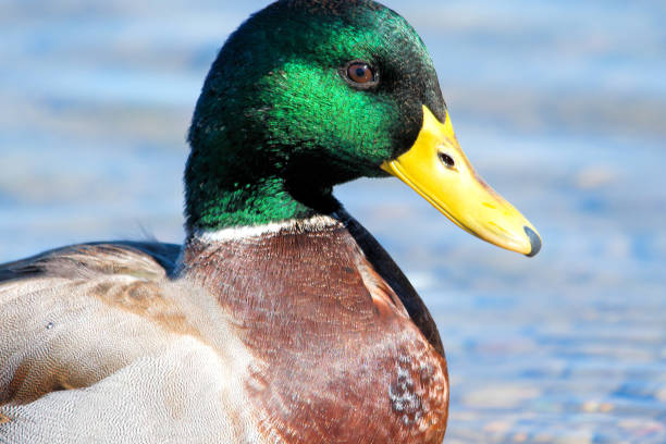 istock Colorful male mallard. 2179424186