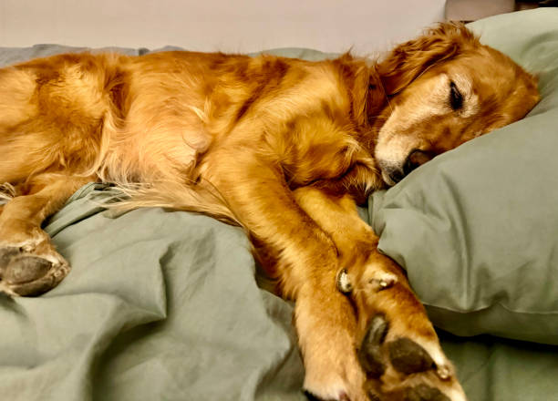 istock Golden Retriever Sleeping on Bed Pillow 2179424370