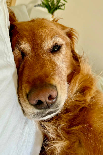istock Golden Retriever Laying on Pillow Scrunched Face 2179424470