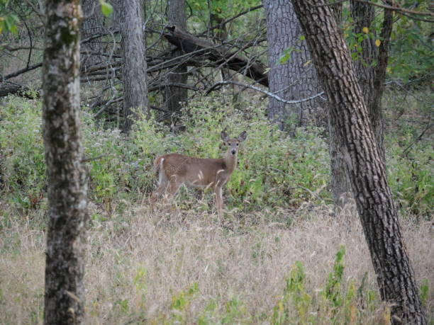 istock White Tailed Deer Losing Homes in Growing Suburbs 2179428486