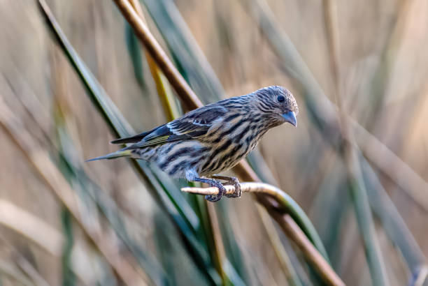 The Pine Siskin (Spinus pinus) is a North American bird in the finch family.  In Northern Arizona they are a common feeder bird throughout the winter.  This bird was photographed while hanging onto a reed at Walnut Canyon Lakes in Flagstaff, Arizona, USA.