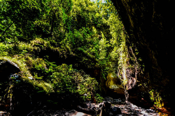 istock A forest with a large cave in the background 2179430374