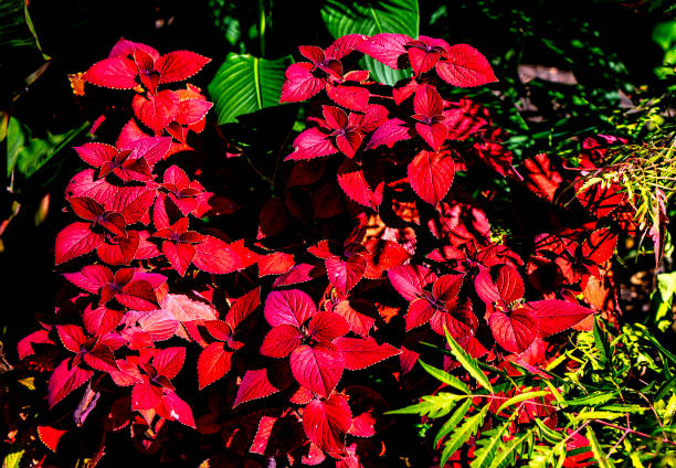 istock A patch of Coleus in an Autumn setting 2179434914