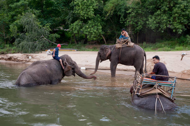 Kanchanaburi, Thailand - April 6, 2011: Three men bathing their Asian Elephants in the River Kwai.