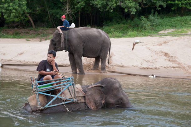 Kanchanaburi, Thailand - April 6, 2011: Two men bathing Asian Elephants in the River Kwai.