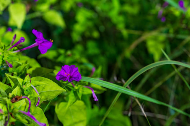 Four o'clock flowers in the night beds.