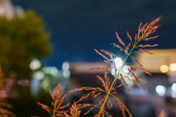 Johnson grass in flower beds at night.