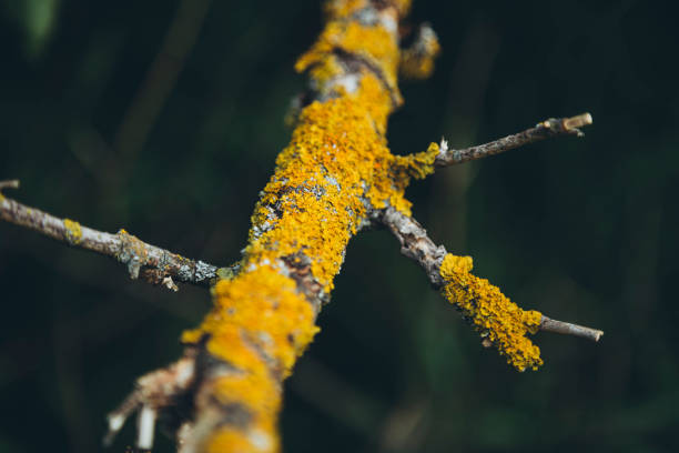 A branch covered in yellow moss. The moss is growing on the branch and is covering it. The branch is green and brown in color. Yellow moss and fungus parasite on a tree branch.