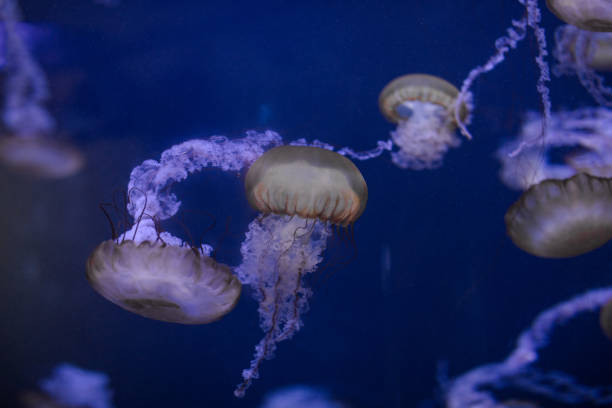 istock underwater image of jellyfishes 2179437181