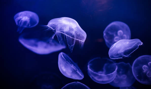 istock underwater image of jellyfishes 2179437191