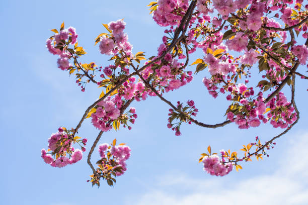 istock Pink spring sakura flower.  Beautiful nature scene with a flowering tree. Spring flowers. Beautiful garden. 2179437228
